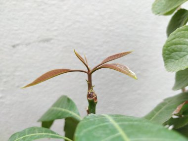 Kahverengi Renkli Genç Mango Yaprakları, beyaz arka planda izole edilmiş bir bitkide yetişir..