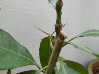 Kahverengi Renkli Genç Mango Yaprakları, beyaz arka planda izole edilmiş bir bitkide yetişir..