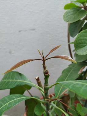 Kahverengi Renkli Genç Mango Yaprakları, beyaz arka planda izole edilmiş bir bitkide yetişir..