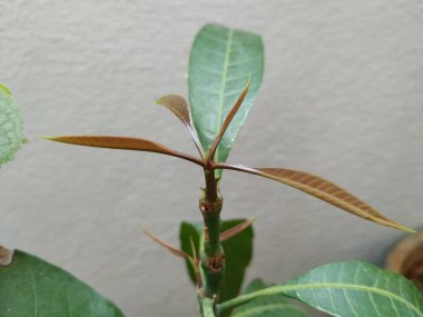 Kahverengi Renkli Genç Mango Yaprakları, beyaz arka planda izole edilmiş bir bitkide yetişir..