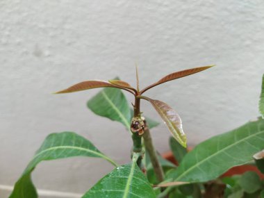 Kahverengi Renkli Genç Mango Yaprakları, beyaz arka planda izole edilmiş bir bitkide yetişir..