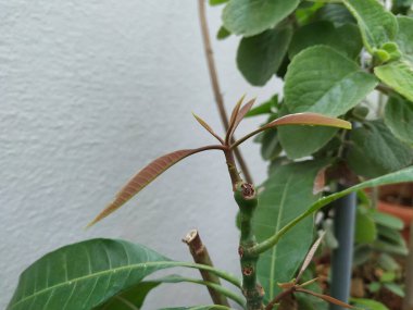 Kahverengi Renkli Genç Mango Yaprakları, beyaz arka planda izole edilmiş bir bitkide yetişir..