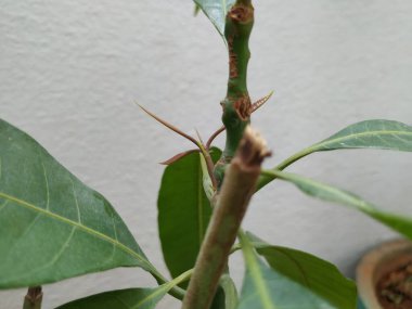 Kahverengi Renkli Genç Mango Yaprakları, beyaz arka planda izole edilmiş bir bitkide yetişir..