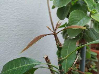 Kahverengi Renkli Genç Mango Yaprakları, beyaz arka planda izole edilmiş bir bitkide yetişir..