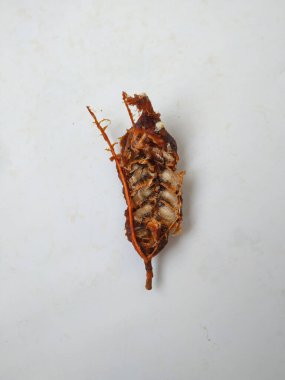 Tamarind Meyve Kabuğu ve Tohum Kapanışı Beyaz arkaplanda izole edildi.