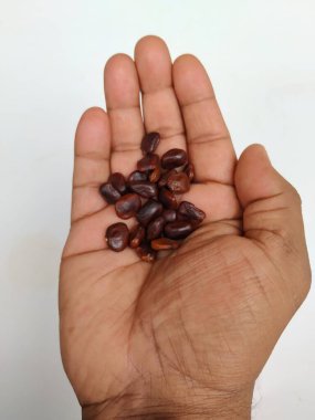 Tamarind Meyve Tohumları 'nın yakın plan resmi beyaz arkaplanda izole bir şekilde duruyor.