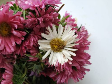 Güzel Pembe Renkli Aster Tataricus Çiçeği 'nin beyaz arka planda izole edilmiş hali. Shevanti Çiçeği Yığını ve Yığını.