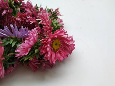 Güzel Pembe Renkli Aster Tataricus Çiçeği 'nin beyaz arka planda izole edilmiş hali. Shevanti Çiçeği Yığını ve Yığını.