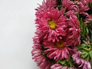 Güzel Pembe Renkli Aster Tataricus Çiçeği 'nin beyaz arka planda izole edilmiş hali. Shevanti Çiçeği Yığını ve Yığını.