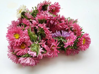Güzel Pembe Renkli Aster Tataricus Çiçeği 'nin beyaz arka planda izole edilmiş hali. Shevanti Çiçeği Yığını ve Yığını.