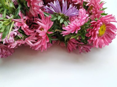 Güzel Pembe Renkli Aster Tataricus Çiçeği 'nin beyaz arka planda izole edilmiş hali. Shevanti Çiçeği Yığını ve Yığını.