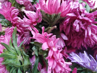 Güzel Pembe Renkli Aster Tataricus Çiçeği 'nin beyaz arka planda izole edilmiş hali. Shevanti Çiçeği Yığını ve Yığını.