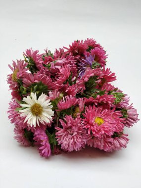 Güzel Pembe Renkli Aster Tataricus Çiçeği 'nin beyaz arka planda izole edilmiş hali. Shevanti Çiçeği Yığını ve Yığını.