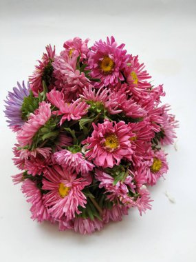 Güzel Pembe Renkli Aster Tataricus Çiçeği 'nin beyaz arka planda izole edilmiş hali. Shevanti Çiçeği Yığını ve Yığını.