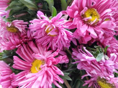 Güzel Pembe Renkli Aster Tataricus Çiçeği 'nin beyaz arka planda izole edilmiş hali. Shevanti Çiçeği Yığını ve Yığını.