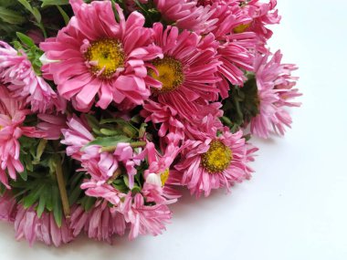 Güzel Pembe Renkli Aster Tataricus Çiçeği 'nin beyaz arka planda izole edilmiş hali. Shevanti Çiçeği Yığını ve Yığını.