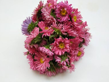 Güzel Pembe Renkli Aster Tataricus Çiçeği 'nin beyaz arka planda izole edilmiş hali. Shevanti Çiçeği Yığını ve Yığını.