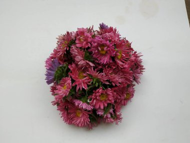 Güzel Pembe Renkli Aster Tataricus Çiçeği 'nin beyaz arka planda izole edilmiş hali. Shevanti Çiçeği Yığını ve Yığını.
