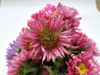 Güzel Pembe Renkli Aster Tataricus Çiçeği 'nin beyaz arka planda izole edilmiş hali. Shevanti Çiçeği Yığını ve Yığını.