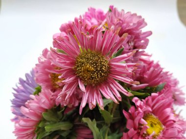 Güzel Pembe Renkli Aster Tataricus Çiçeği 'nin beyaz arka planda izole edilmiş hali. Shevanti Çiçeği Yığını ve Yığını.
