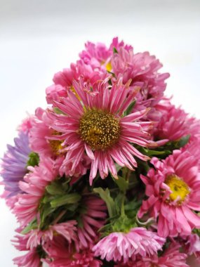 Güzel Pembe Renkli Aster Tataricus Çiçeği 'nin beyaz arka planda izole edilmiş hali. Shevanti Çiçeği Yığını ve Yığını.