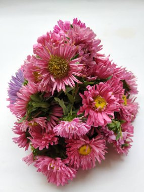 Güzel Pembe Renkli Aster Tataricus Çiçeği 'nin beyaz arka planda izole edilmiş hali. Shevanti Çiçeği Yığını ve Yığını.