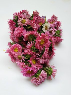 Güzel Pembe Renkli Aster Tataricus Çiçeği 'nin beyaz arka planda izole edilmiş hali. Shevanti Çiçeği Yığını ve Yığını.