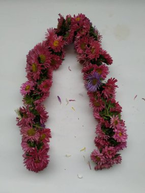 Güzel Pembe Renkli Aster Tataricus Çiçeği 'nin beyaz arka planda izole edilmiş hali. Shevanti Çiçeği Yığını ve Yığını.