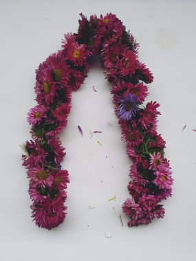 Güzel Pembe Renkli Aster Tataricus Çiçeği 'nin beyaz arka planda izole edilmiş hali. Shevanti Çiçeği Yığını ve Yığını.