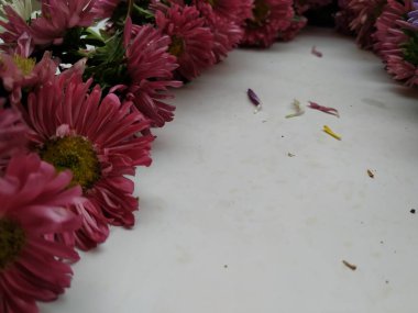 Güzel Pembe Renkli Aster Tataricus Çiçeği 'nin beyaz arka planda izole edilmiş hali. Shevanti Çiçeği Yığını ve Yığını.