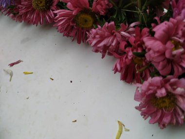 Güzel Pembe Renkli Aster Tataricus Çiçeği 'nin beyaz arka planda izole edilmiş hali. Shevanti Çiçeği Yığını ve Yığını.