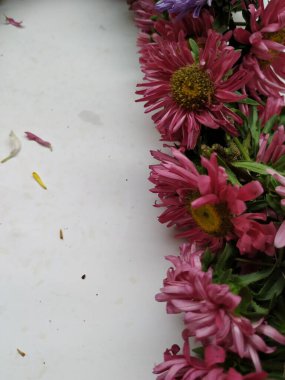 Güzel Pembe Renkli Aster Tataricus Çiçeği 'nin beyaz arka planda izole edilmiş hali. Shevanti Çiçeği Yığını ve Yığını.