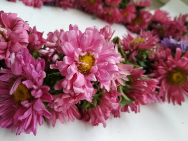 Güzel Pembe Renkli Aster Tataricus Çiçeği 'nin beyaz arka planda izole edilmiş hali. Shevanti Çiçeği Yığını ve Yığını.