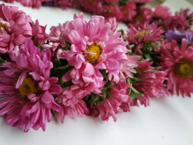 Güzel Pembe Renkli Aster Tataricus Çiçeği 'nin beyaz arka planda izole edilmiş hali. Shevanti Çiçeği Yığını ve Yığını.