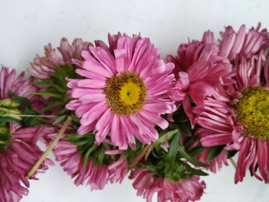 Güzel Pembe Renkli Aster Tataricus Çiçeği 'nin beyaz arka planda izole edilmiş hali. Shevanti Çiçeği Yığını ve Yığını.