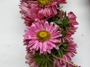 Güzel Pembe Renkli Aster Tataricus Çiçeği 'nin beyaz arka planda izole edilmiş hali. Shevanti Çiçeği Yığını ve Yığını.