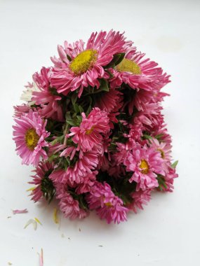 Güzel Pembe Renkli Aster Tataricus Çiçeği 'nin beyaz arka planda izole edilmiş hali. Shevanti Çiçeği Yığını ve Yığını.