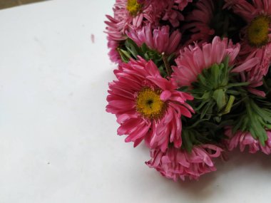 Güzel Pembe Renkli Aster Tataricus Çiçeği 'nin beyaz arka planda izole edilmiş hali. Shevanti Çiçeği Yığını ve Yığını.