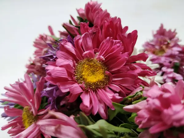 Güzel Pembe Renkli Aster Tataricus Çiçeği 'nin beyaz arka planda izole edilmiş hali. Shevanti Çiçeği Yığını ve Yığını.