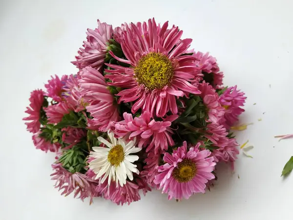 Güzel Pembe Renkli Aster Tataricus Çiçeği 'nin beyaz arka planda izole edilmiş hali. Shevanti Çiçeği Yığını ve Yığını.