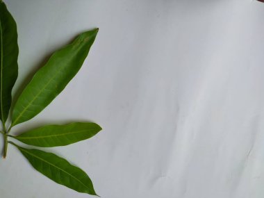 Mango Yaprakları 'nın farklı dokuları ve desenleri beyaz arka planda izole edilmiştir. Taze yeşil mango ağacı yaprakları.