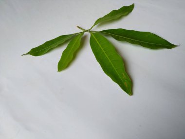 Mango Yaprakları 'nın farklı dokuları ve desenleri beyaz arka planda izole edilmiştir. Taze yeşil mango ağacı yaprakları.