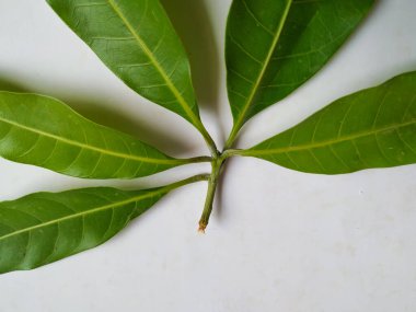 Mango Yaprakları 'nın farklı dokuları ve desenleri beyaz arka planda izole edilmiştir. Taze yeşil mango ağacı yaprakları.