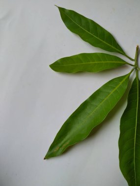 Mango Yaprakları 'nın farklı dokuları ve desenleri beyaz arka planda izole edilmiştir. Taze yeşil mango ağacı yaprakları.