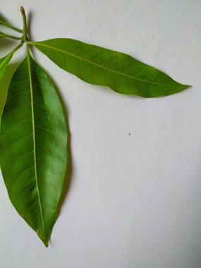 Mango Yaprakları 'nın farklı dokuları ve desenleri beyaz arka planda izole edilmiştir. Taze yeşil mango ağacı yaprakları.