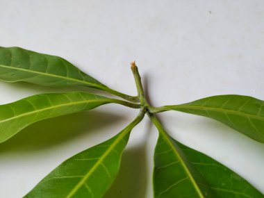 Mango Yaprakları 'nın farklı dokuları ve desenleri beyaz arka planda izole edilmiştir. Taze yeşil mango ağacı yaprakları.