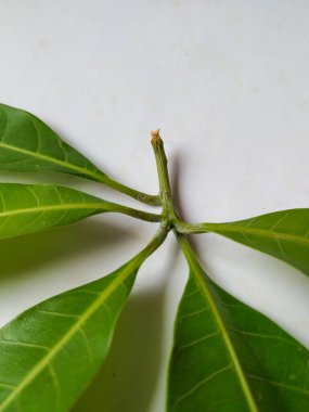 Mango Yaprakları 'nın farklı dokuları ve desenleri beyaz arka planda izole edilmiştir. Taze yeşil mango ağacı yaprakları.