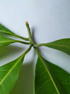 Mango Yaprakları 'nın farklı dokuları ve desenleri beyaz arka planda izole edilmiştir. Taze yeşil mango ağacı yaprakları.