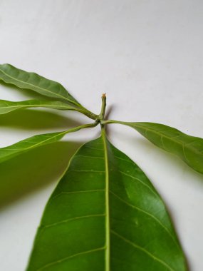 Mango Yaprakları 'nın farklı dokuları ve desenleri beyaz arka planda izole edilmiştir. Taze yeşil mango ağacı yaprakları.