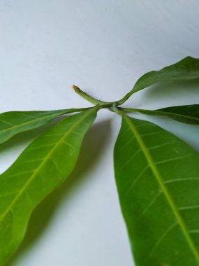 Mango Yaprakları 'nın farklı dokuları ve desenleri beyaz arka planda izole edilmiştir. Taze yeşil mango ağacı yaprakları.